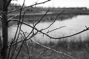 Macro tree and pond - Black/White